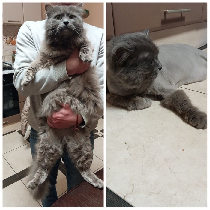 Стрижка собак та котиків