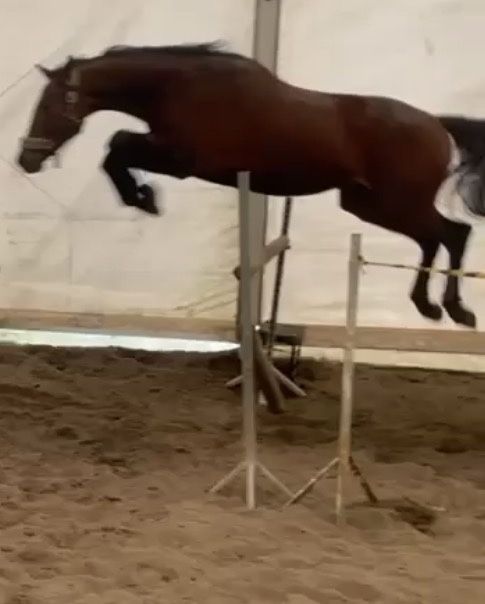 5 letnia klacz polski koń sportowy