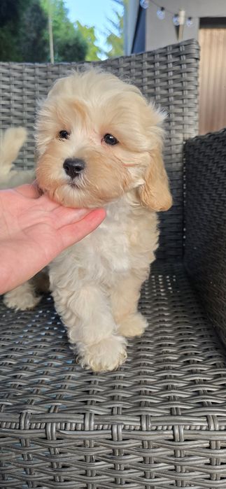 Maltipoo / chłopczyk