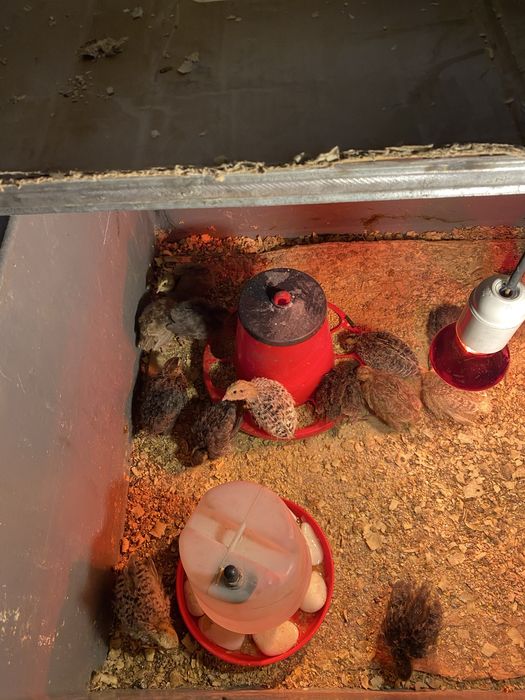 Codornizes de boa qualidade