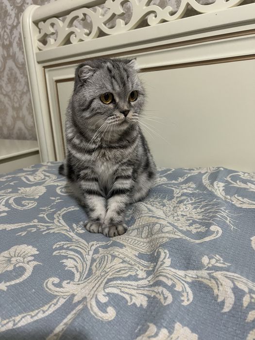 Шотландські котики кошенятя котята