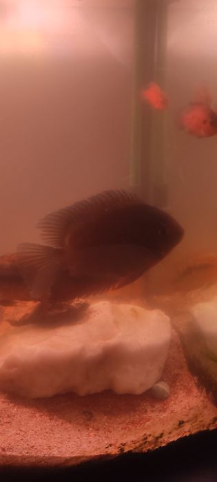 Aquário de água quente