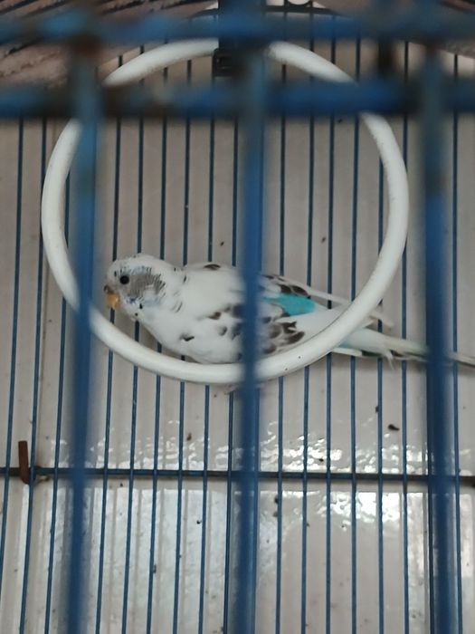Piriquito femea branca e azul claro