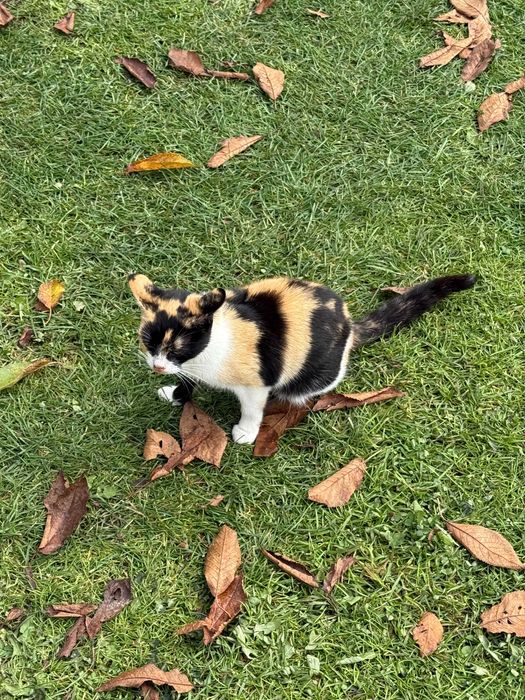 Oddam za darmo nierasowego dorosłego kota