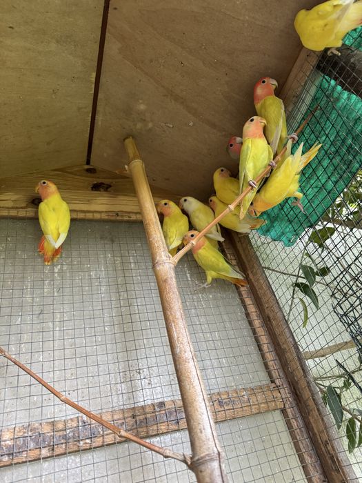 Agapornis roseicollis de várias cores