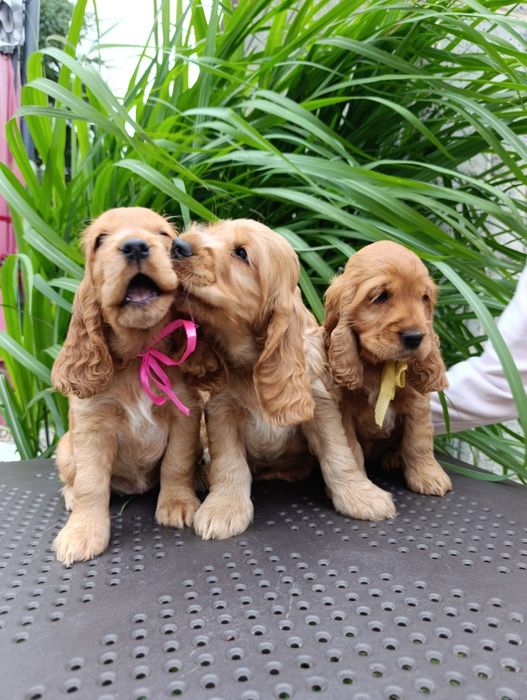 Cocker Spaniel Angielski