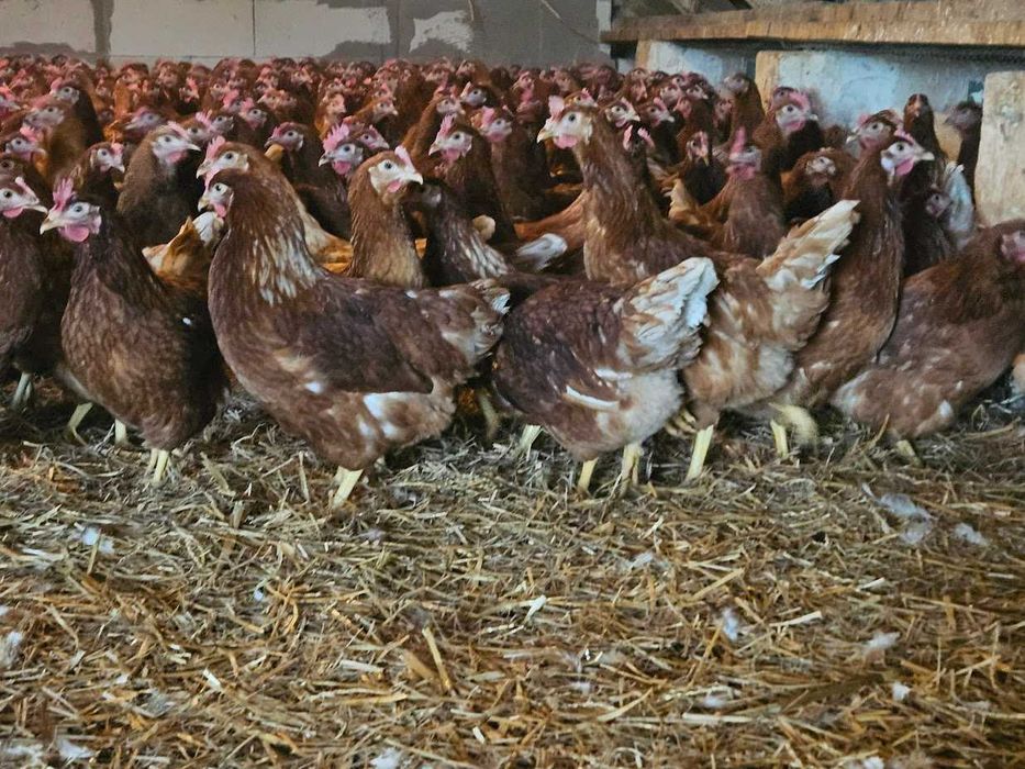 Kurka nioska Tetra brązowa odchowana