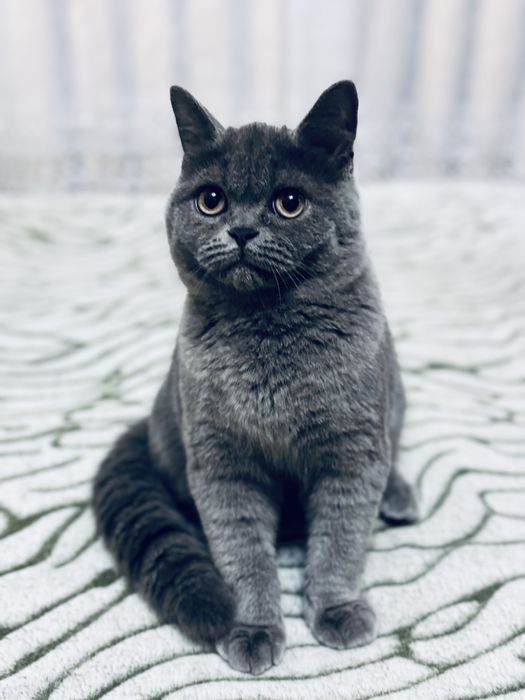 Шотландська прямовухадівчинка/Scottishstraightgirl/Шотландські кошенят