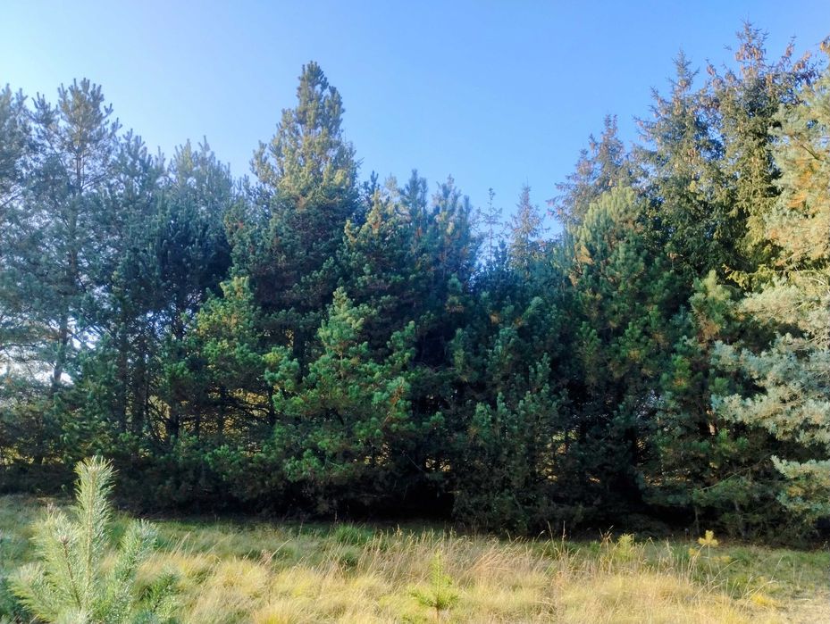 Działka budowlana   z  prądem, wodą i planem zagospodarowania