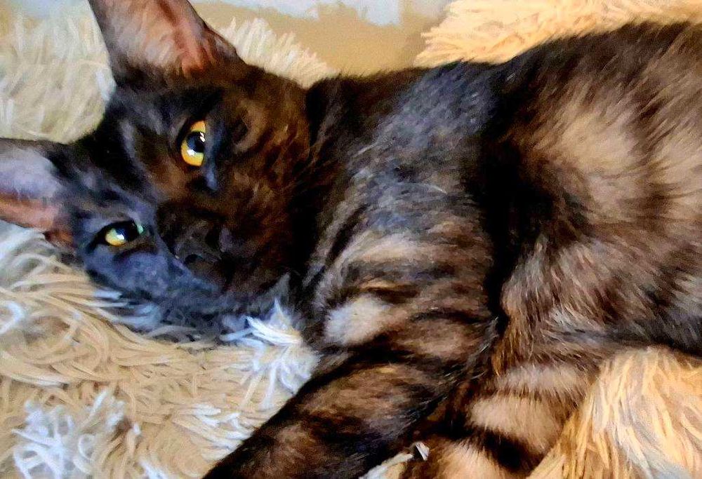 grafitowo-dymna koteczka z białym majteczkami /ok. 5-6 mies.