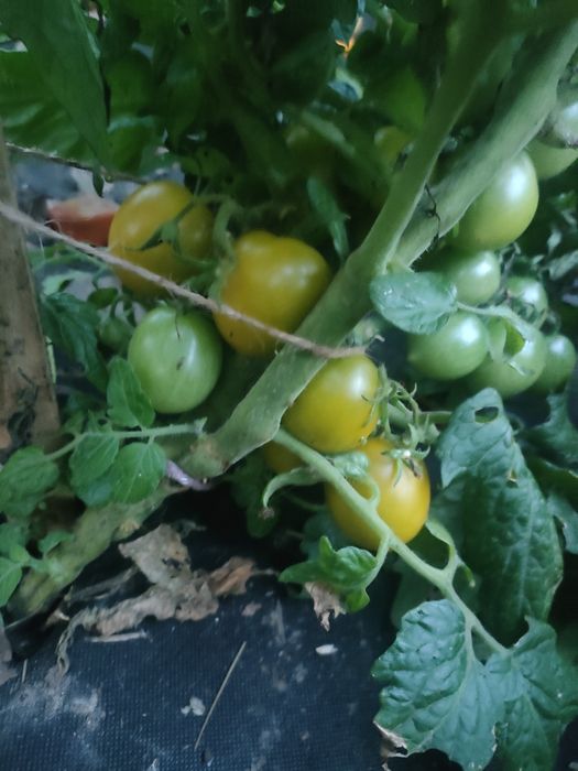 Розсада томатів для вирощування у кашпо та балконних горщиках