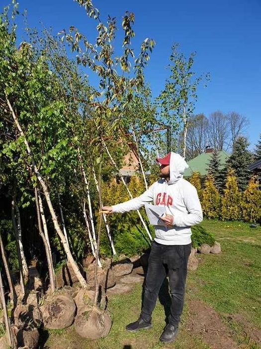 Brzoza pożyteczna Doorenbos 8-10 cm odwód 250 cm wysokości HIT