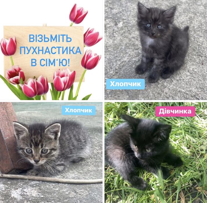 Кошенята в добрі руки. Вік 1,5-2 місяці