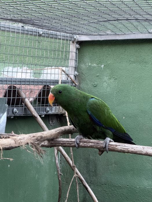 Papagaio ecletus deste ano