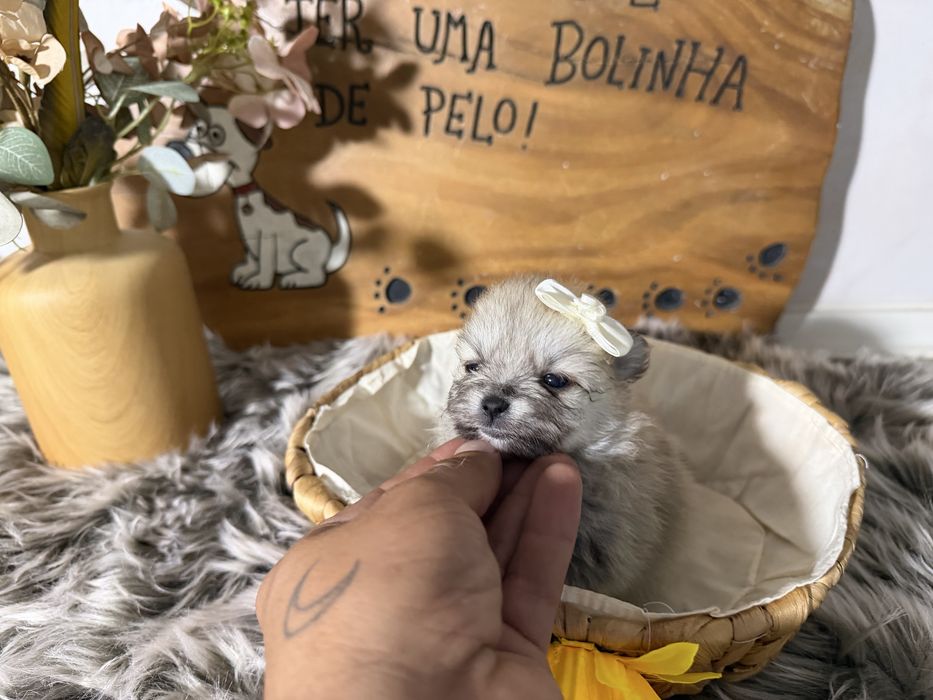 Excelente menina lulu pomerania