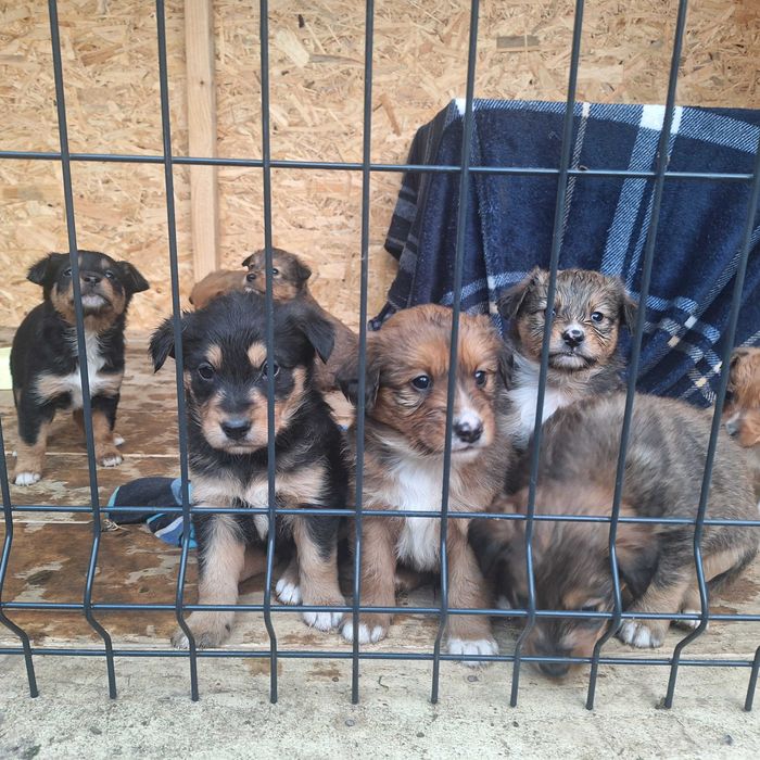 Szczeniaki - matka owczarek szkocki długowłosy collie
