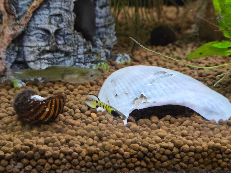 Guppy Endler Yellow Tiger