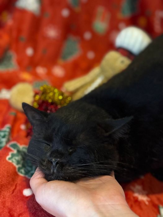 Tofik do adopcji szuka domu