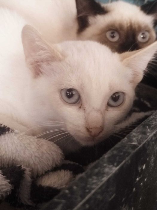 BOXSTER (Macho, 3 Meses) - Para Adoção