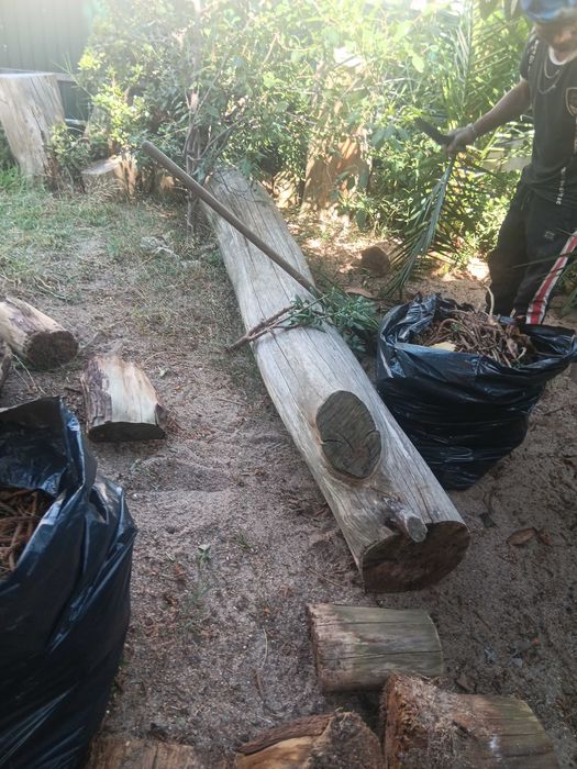 2 Troncos de Cedros 3m GRÁTIS