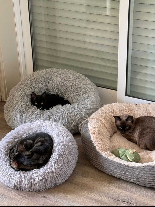 Gatinhos com 6 meses para adoção responsável