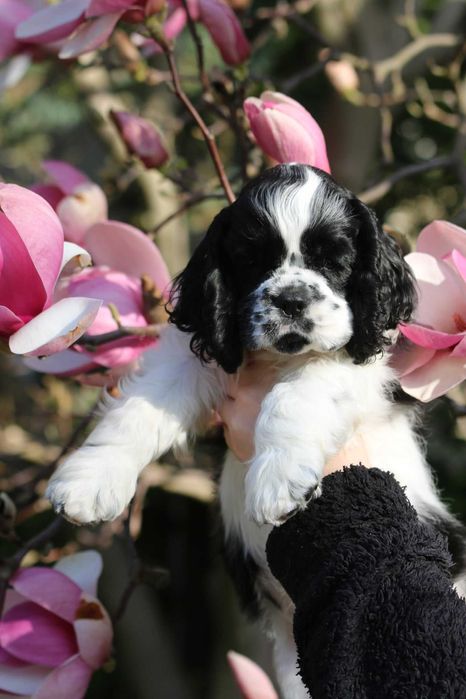 Cocker Spaniel Amerykański  ZKwP FCI