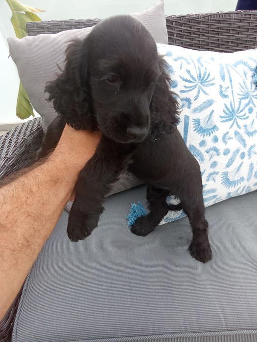 Cocker spaniel inglês