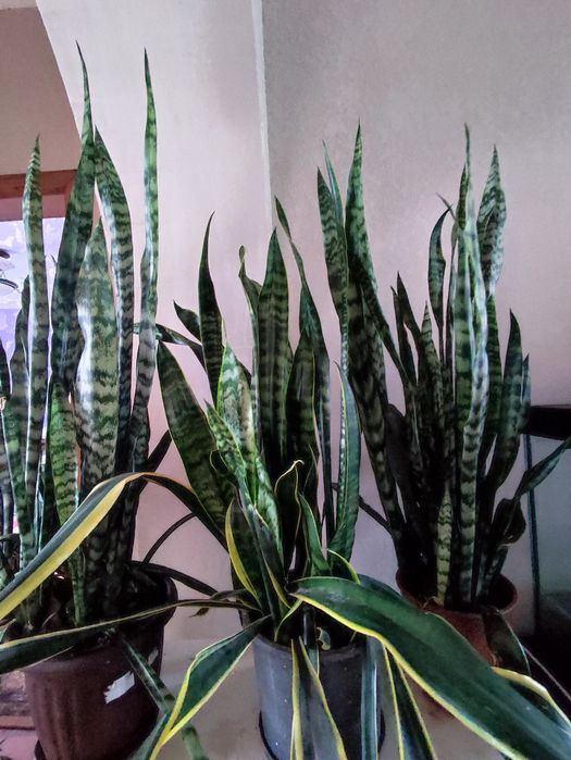 Сансевєрія . 2 види, калатея, кислиця, ледебурія, зефірантес, гібіскус