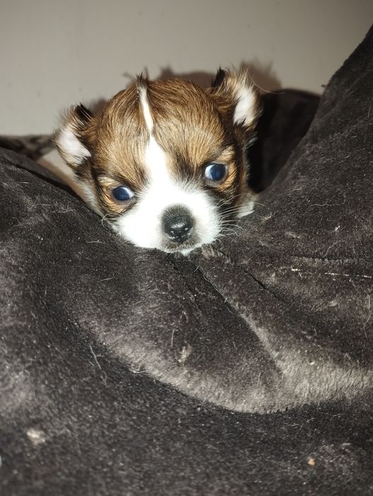 Цуценята чіхуахуа