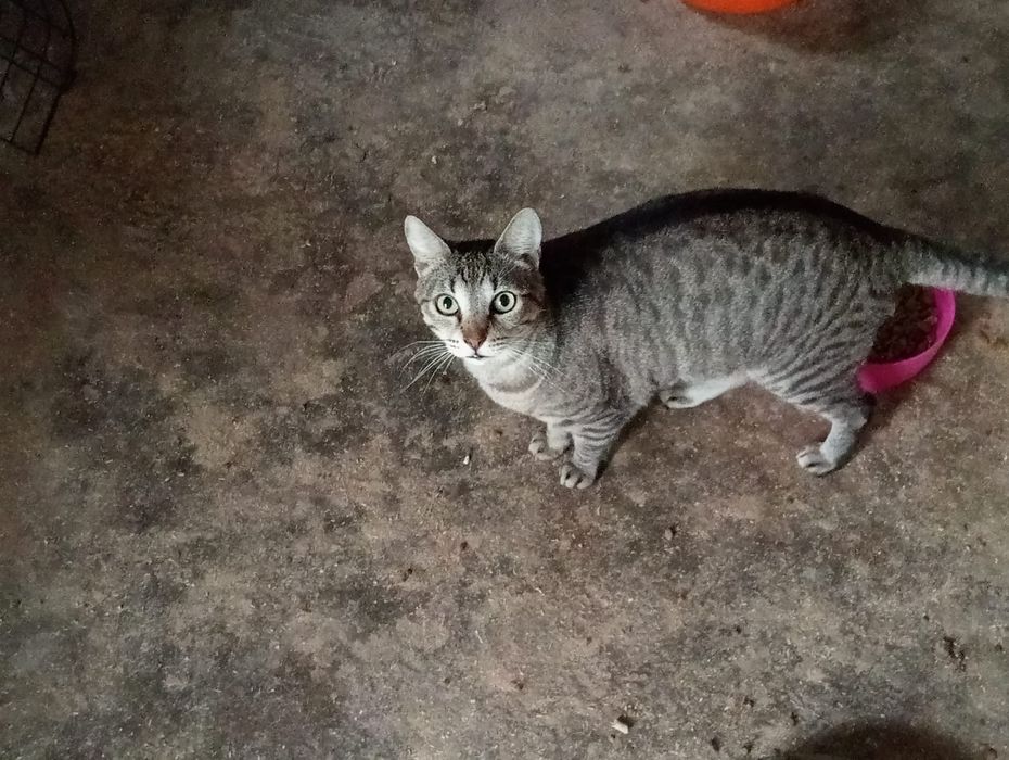 Gatinhos LINDOS!