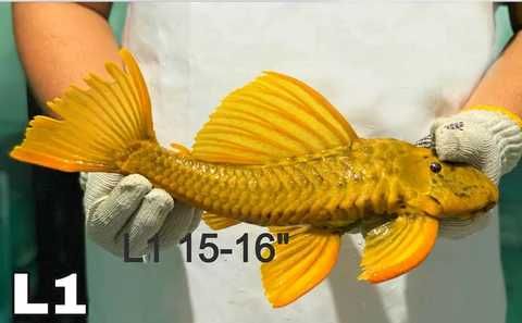 TABU Hypostomus Luteus 17cm faza 2 Warszawa
