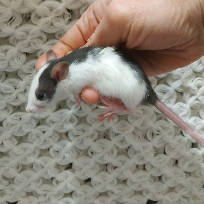 крысята декоративные домашние в Харькове возле метро купить  крыса