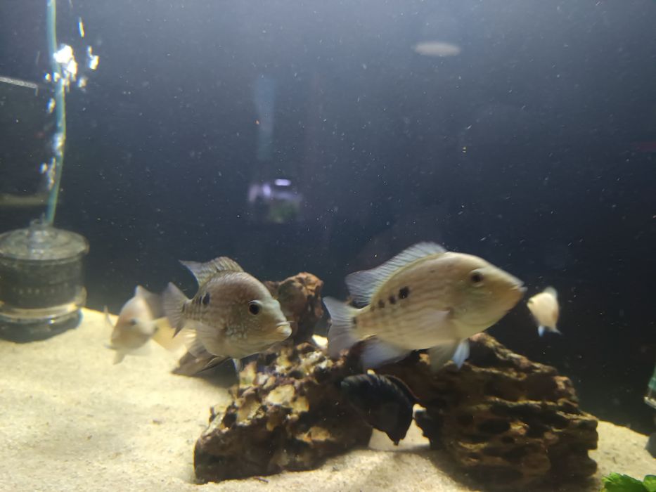 Casal Texas ciclidio