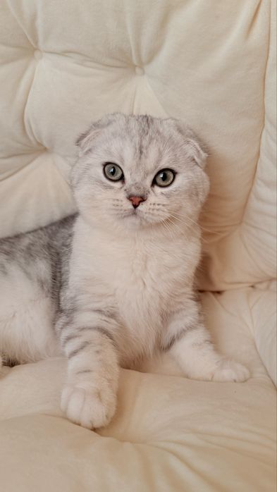 Вихловухе шотландське кошеня, хлопчик, scottish fold, мармуровий