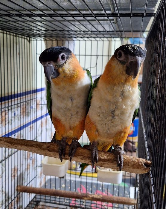 Marianinhas cabeça preta