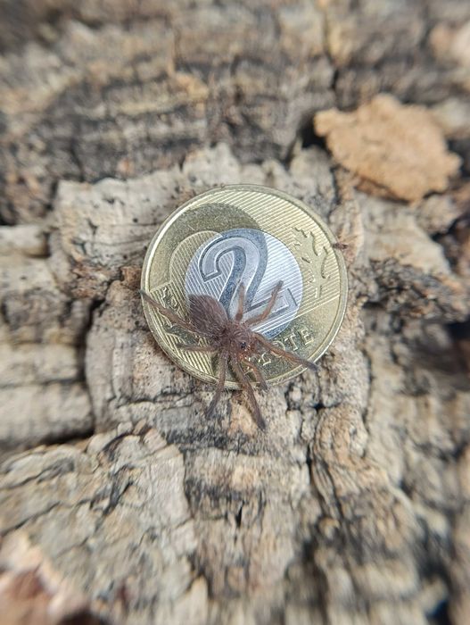 Ceratogyrus darlingi L2/L3 ptasznik