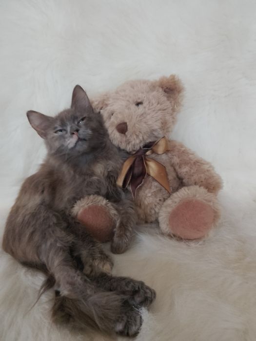 Мила 3.5 мес.
В поисках нового дома 
Ласковая, игривая.
К лоточку приу