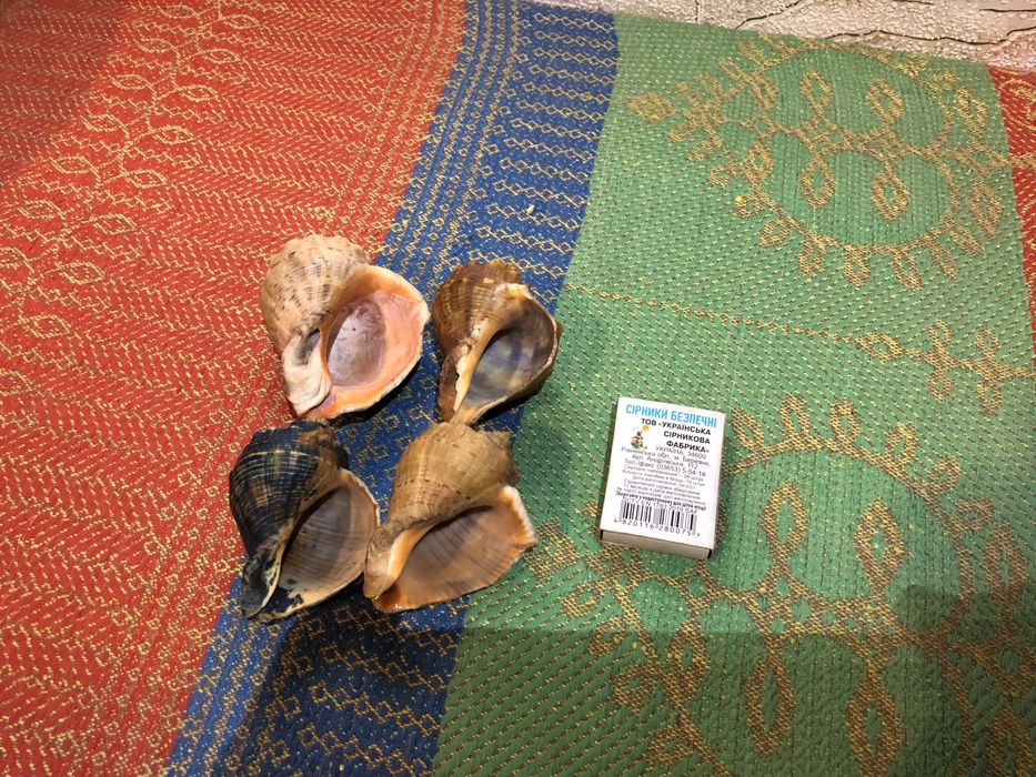 Морская ракушка раковина для декора в аквариум