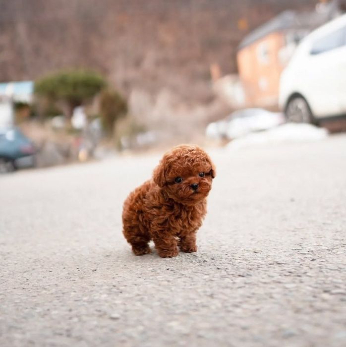 Той пудель – витончений компаньйон