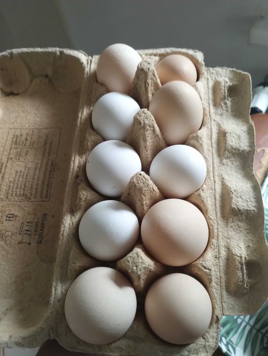 Jajka z wolnego wybiegu