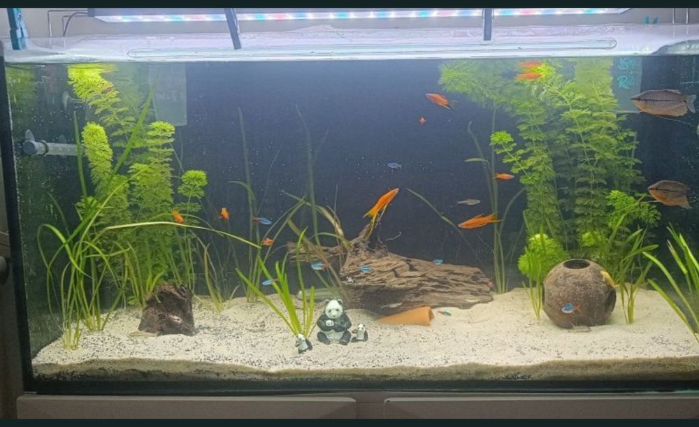 Aquário 200L 100x40x50