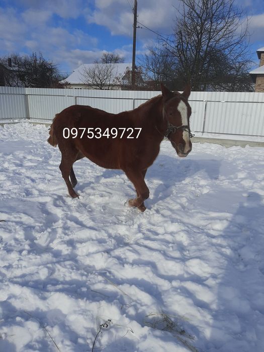 Лошиця лошичкакобила минув один рік