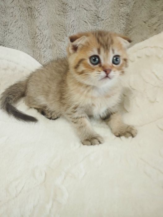Шотландській скотіш фолд хлопчик