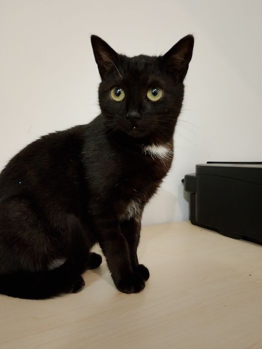 Mała kicia uratowana od 20sto stopniowego mrozu potrzebuje domu