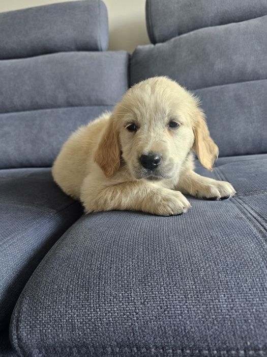 Golden Retriever suczka