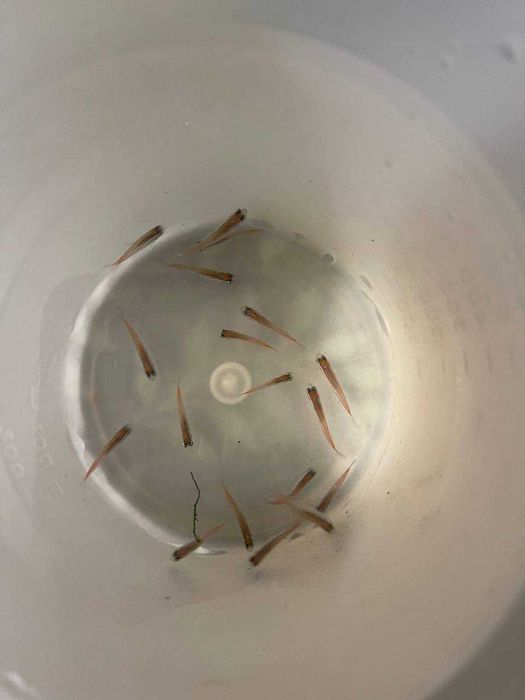 Неон блакитний(Paracheirodon innesi)