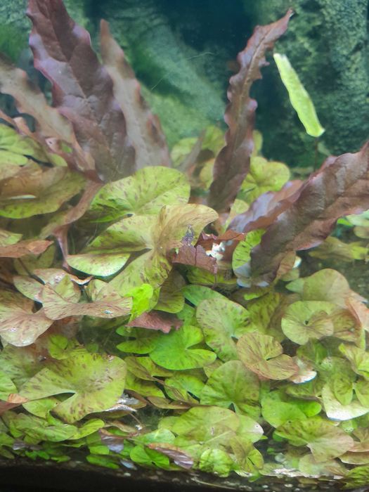 Акваріумні рослини (Німфея карликова або німфея Сантарем)