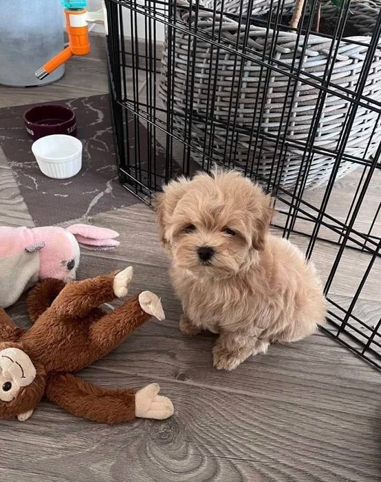 Собачка мальтипу ф1