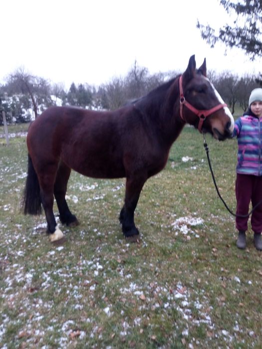 Klacz zimnokrwista- 3latka