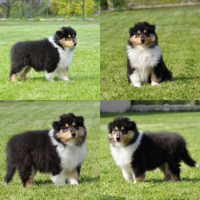 Щенки колли